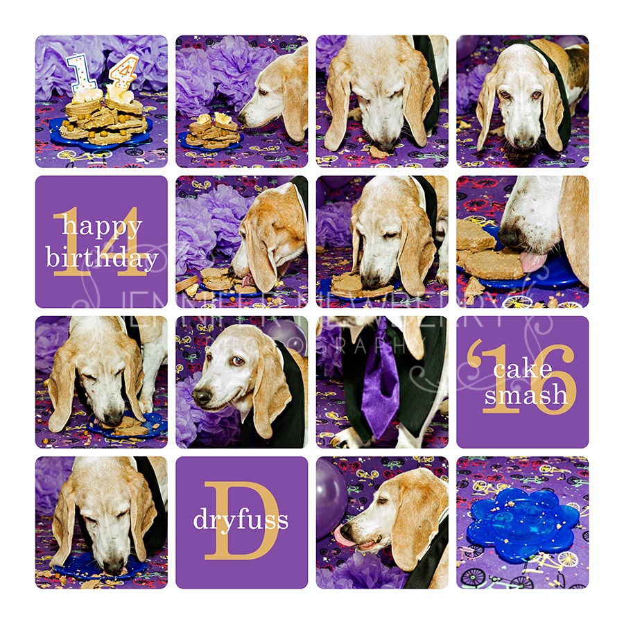 Doggy cake smash www.jnphotography.ca @filemanager